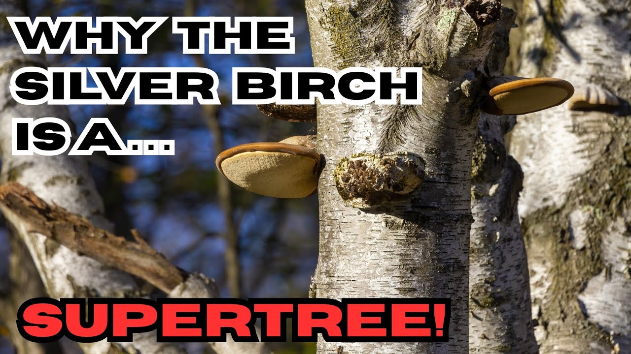 Почему береза ​​повислая — это СУПЕРДЕРЕВО!