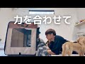 【犬7頭と暮らすおっさん】ビッグベビー誕生!!和田家総出の子育てが始まった【ダックスの子犬】