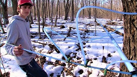 16-year-old maple maven has thousands of tapped trees & syrup in 100 stores