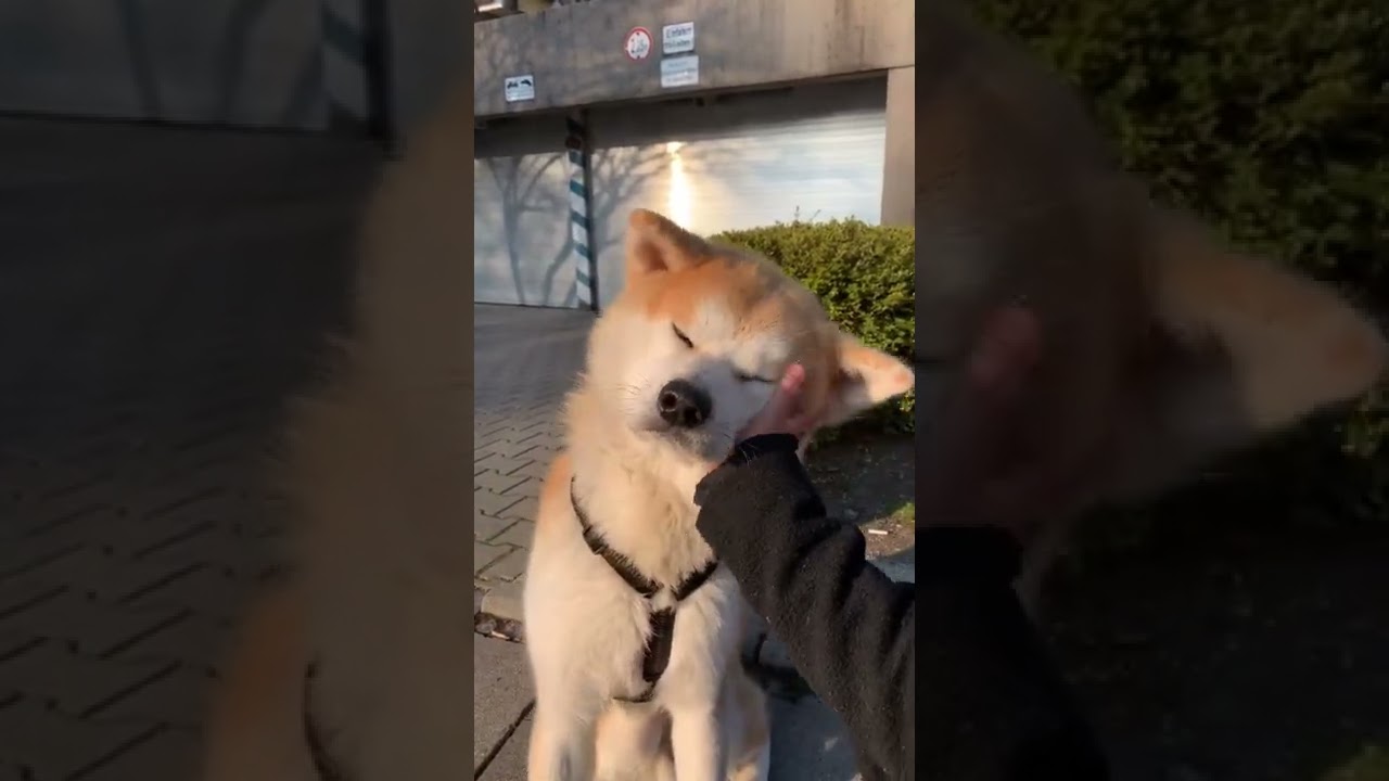 Akita Inu living his best life | 