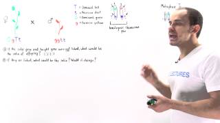 Linked Genes and Offspring Distribution