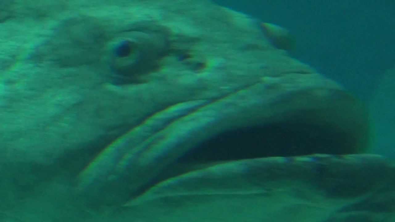 Aquario Gigante - Oceanário de Lisboa - Parque das Nações