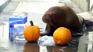 Halloween Enrichment | SeaWorld Orlando
