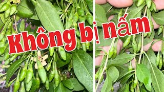 Cách trồng cây kỷ tử nhiều trái và cách trị nấm cho cây | goji berry plants