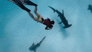 Shark Attack on World Oceans Day | By Photographer & Freediver Julia Wheeler