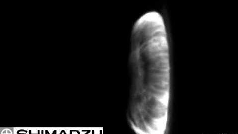 Collision of High Speed Projectiles