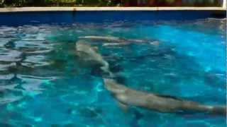 New baby dolphin born - SeaWorld Orlando Nursery Starkey