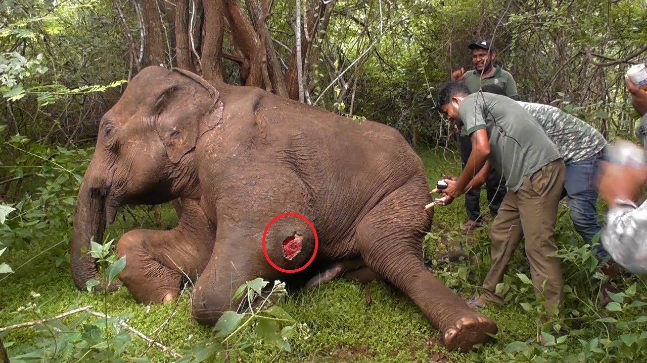 How This Aggressive Elephant Life Was Changed By ...