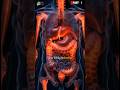 Hidden Inflammation Is Destroying Women’s Bodies | part 1
