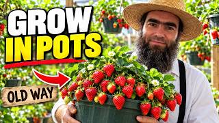 How To Grow Strawberries At Home In Pots — THE OLD WAY
