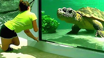 Most Dangerous Turtles in The World