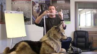 Where and How to Measure your Dog for Muzzles  Fitting Dog Muzzles
