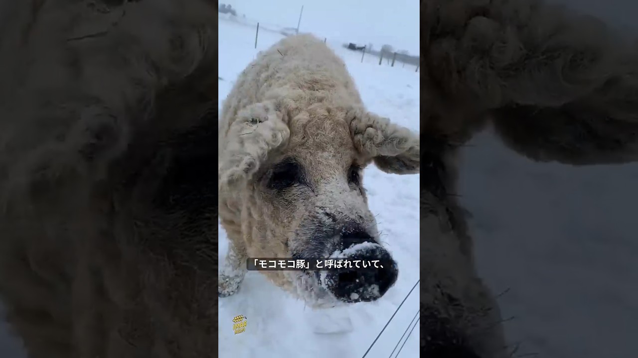 🐷❓🐑 豚として生まれたのに、まるで羊みたいな毛を持っている。 #shorts