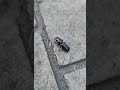 Large Ground Beetle Scurrying #naturelovers #nature #wildlife #insects #beetles
