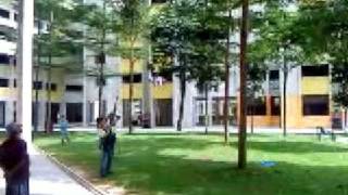 Crow Killing In Singapore- Rifle