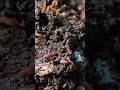 #homecompost #communitycomposting #vermicomposting #gardening