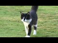 cachorros e gatos invadindo campo de futebol parte 2