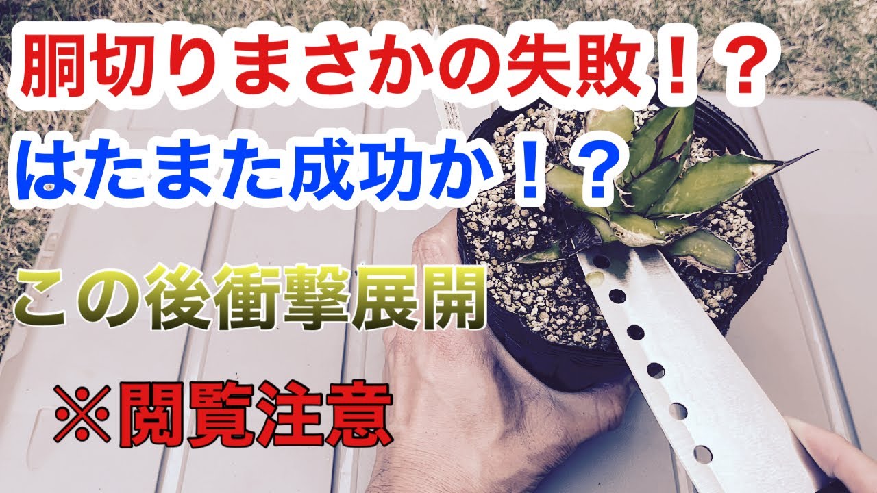 アガべ】人生2度目の胴切りに挑戦！その結果はいかに……(T . T) - YouTube
