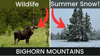 Bighorns Mountains | Hiking, Camping, WILDLIFE | Cloud Peak Wilderness | Wyoming