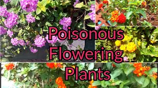 Do Not Plant Toxic Lantana II Stay Away from This Poisonous Plant II Please Spread Awareness II