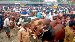 @আজ ১২ ই মে ২৬ ।। ঠাকুরগাঁও জেলার খোচাবাড়ী হাটে।কুরবানীর বড় বড় দেশী ষাঁড় গরু ওজন সহ কেমন দাম ।