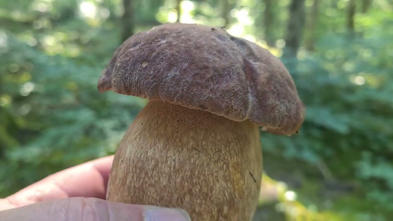 Les voici enfin ! Cèpes d'été 15/06/21 !