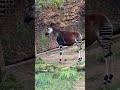 Okapis are Browsers - L.A. Zoo