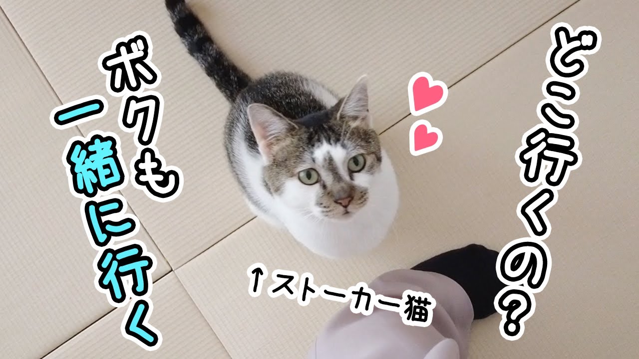 This stalker cat clings to his mom and won't let go - so cute