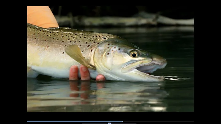 ORVIS - How Much Stress Can You Put On Your Fly Rod?