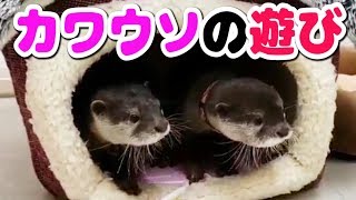 【コツメカワウソ】カワウソ達の遊び方が可愛らしい　〜コツメイト福岡大名店〜