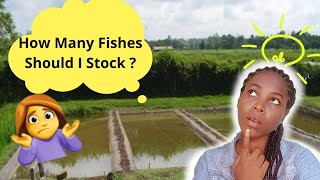 CARA MENGHITUNG KEPADATAN TEBING IKAN LELE TAHUN 2026 | #budidayaikanlele #thefarmlady #nigeria