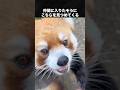 仲間に入りたいレッサーパンダ #レッサーパンダ #パンダ #動物