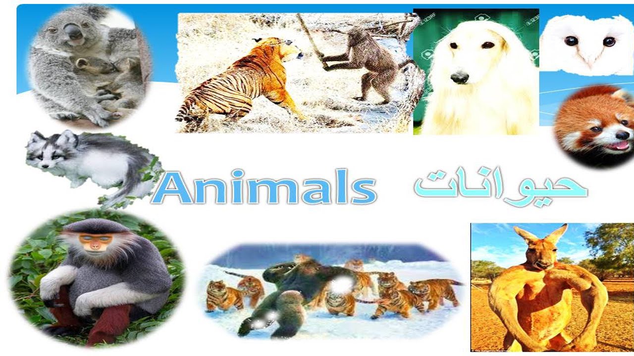 Animal Names in English to Urdu and Pashto - YouTube
