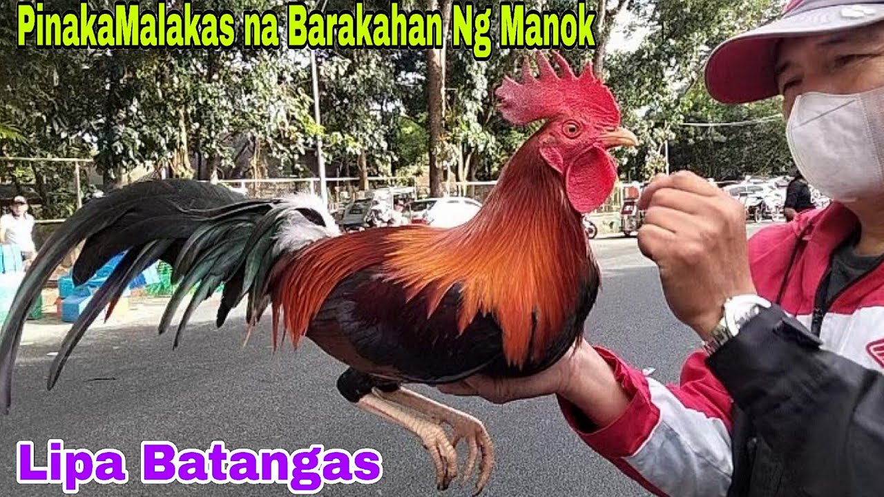 October 18, 2025 Kahit maulan tuloy pa Rin ang Bentahan sa Lipa batangas... 