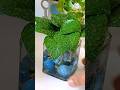 #shorts || DIY Pothos Plant #pothos #diy #pebbles