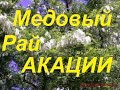 Ошибки при создании медовиков.Белая акация, технология работает