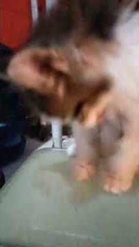 cat sjsid dkod dodoe fowuw cowue sow wkwo