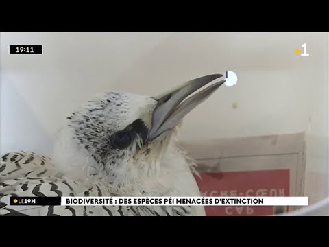 Vidéo: Cinq Histoires Inspirantes D'espèces D'oiseaux En Danger Critique D'extinction Qui Ont été Ramenées