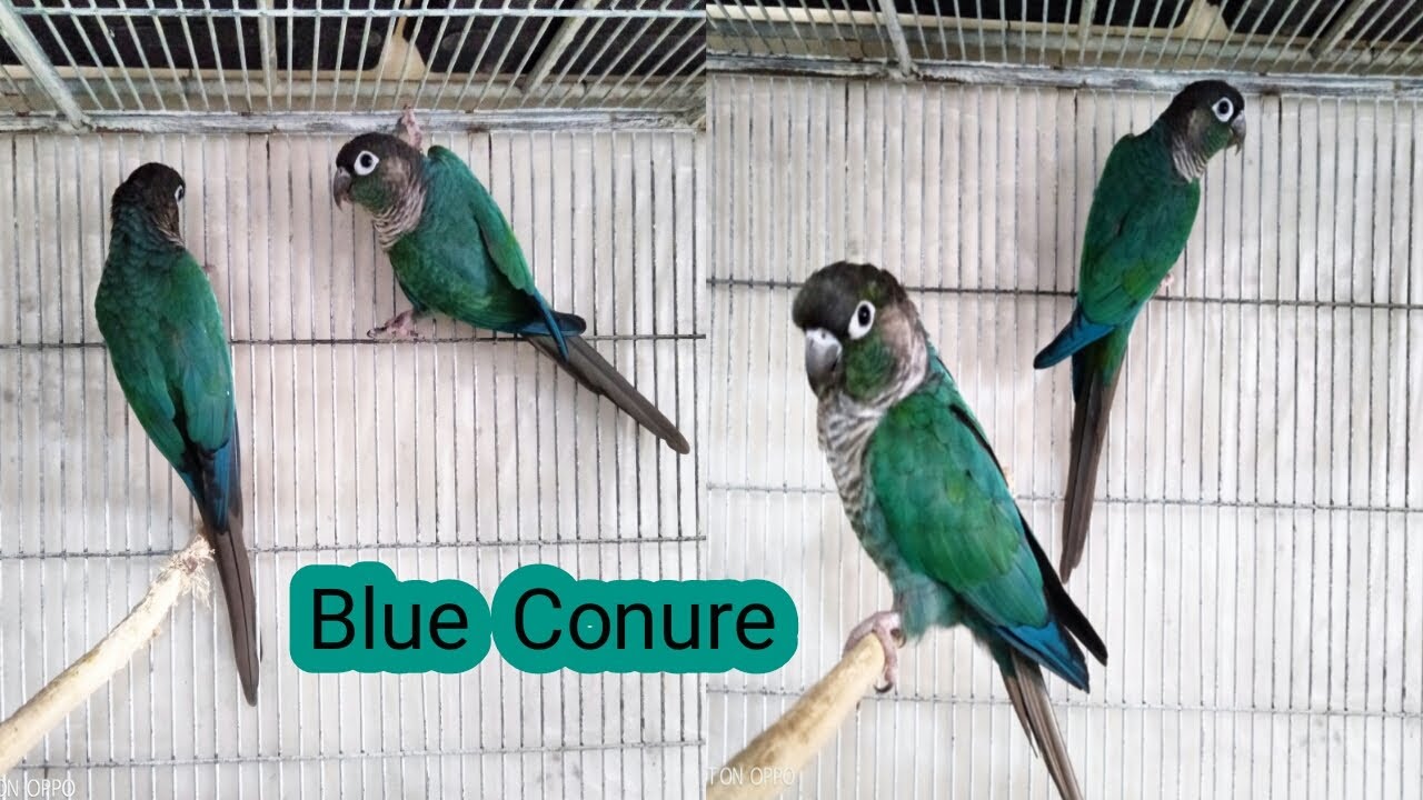 Blue Turquoise Conure Bird YouTube