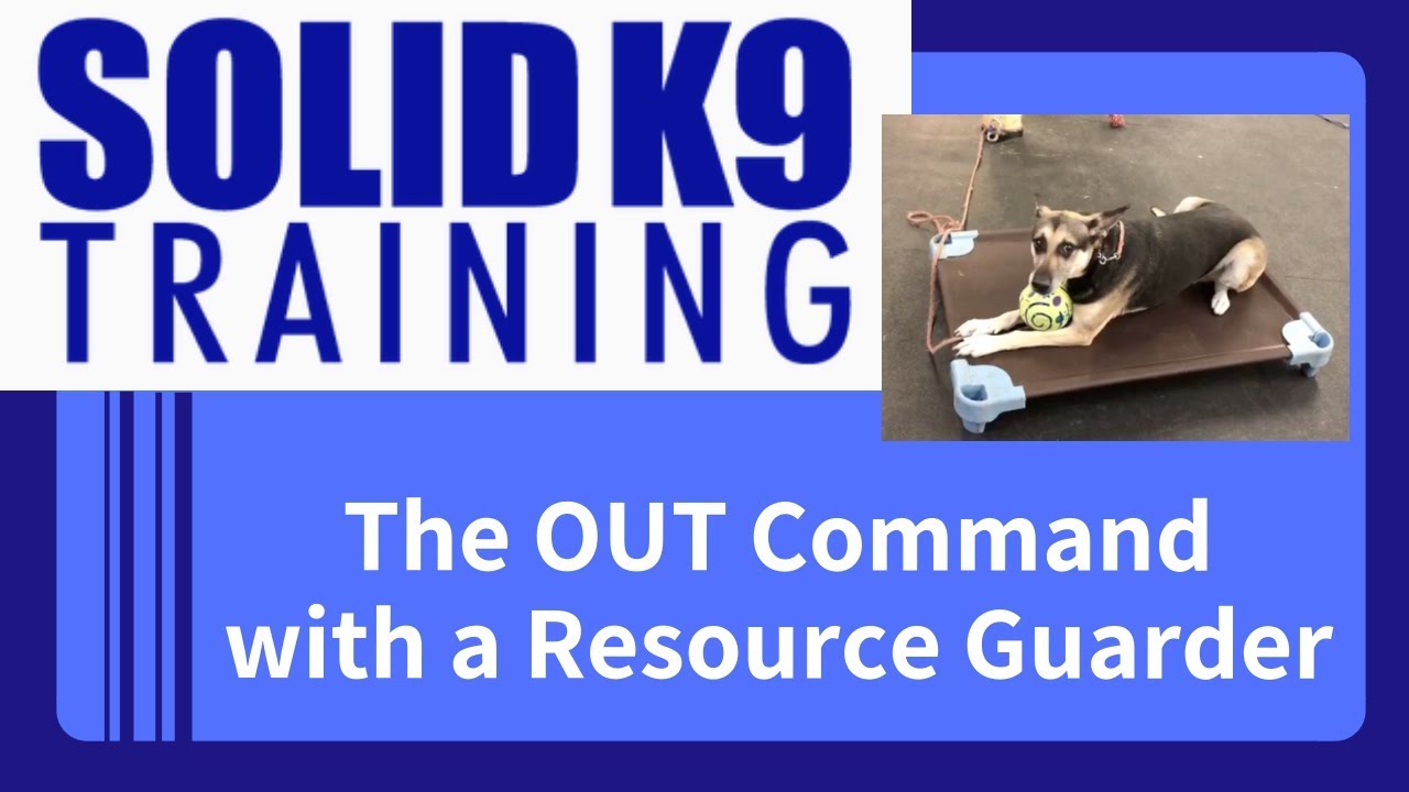 dog trainer in delhi The OUT Command with a Severe Resource Guarder | Solid K9 Training