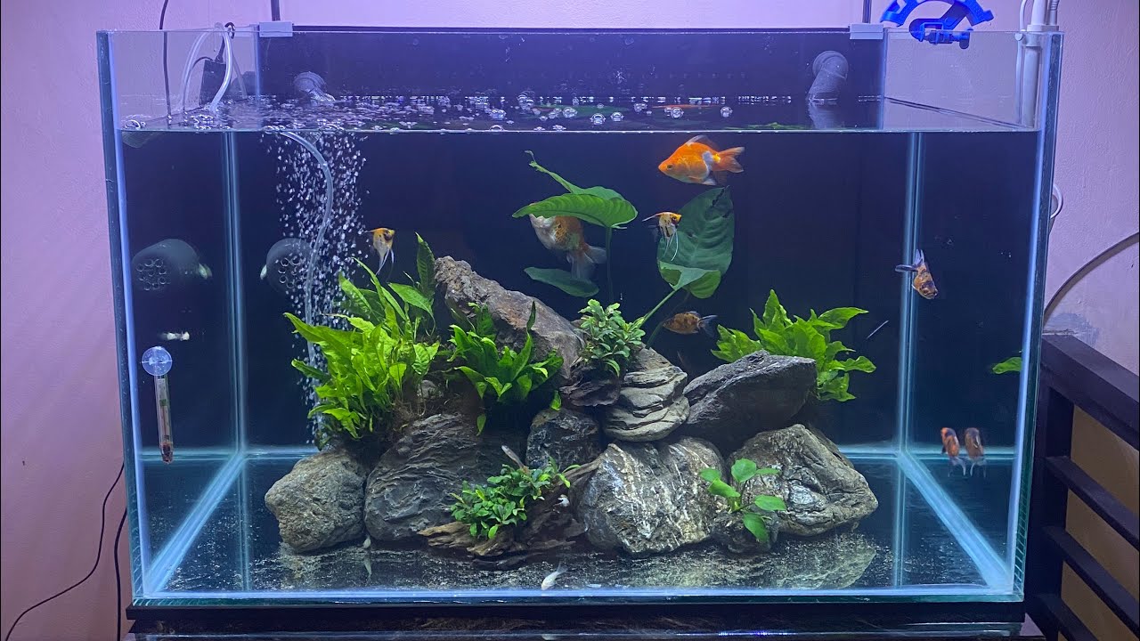 View of Creating a Goldfish Tank Aquascape: A Step-by-Step Guide‌