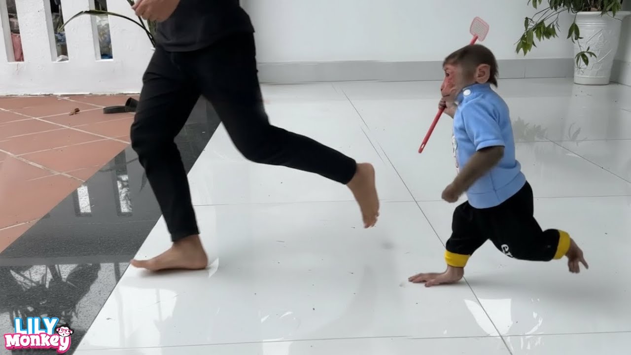 What happened when a thief broke into Monkey Lily’s house? | Lily's story