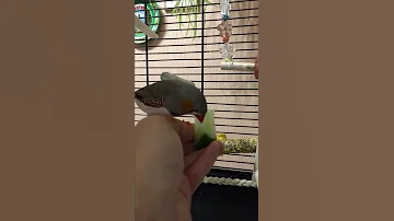 Как приучить к рукам зебровую амадину, фильм второй😄