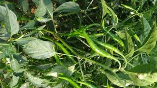 Chilli Navtej,Veraity Of Mahyco Seeds