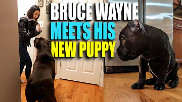 Bruce Wayne Meets Puppy Cane Corso - We Got a Puppy Part 2!