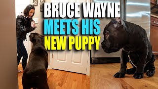 Bruce Wayne Meets Puppy Cane Corso  We Got a Puppy Part 2!