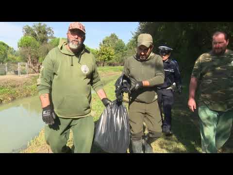 Video: In Messico, Diverse Centinaia Di Uccelli Sono Decollati E Caduto Dal Cielo Morto - Visualizzazione Alternativa