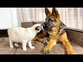 What do a German Shepherd Puppy and Kitten do when they are not fighting