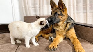 What do a German Shepherd Puppy and Kitten do when they are not fighting
