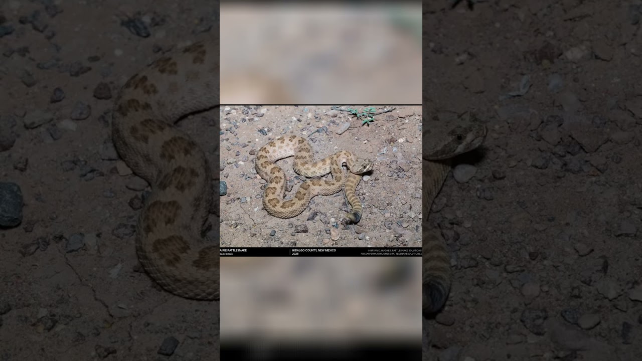 Prairie Rattlesnake in New Mexico